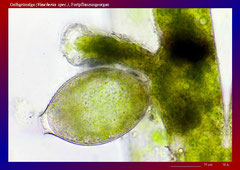 Gelbgrünalge (Vaucheria spec.), Fortpflanzungsorgan-ca. 300x