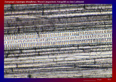 Zierspargel (Asparagus densiflorus), Wurzel-Längsschnitt, Netzgefäß aus dem Leitbündel-ca. 150x