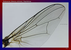 Wadenstecher (Stomoxys calcitrans), Flügeladerung-ca. 20x