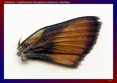 Schwärmer – Karpfenschwanz (Macroglossum stellatarum), Hinterflügel