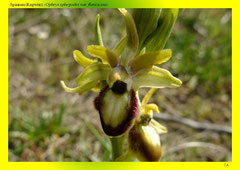 Spinnen-Ragwurz (Ophrys sphegodes var. flavescens