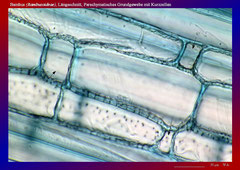 Bambus (Bambusoideae), Längsschnitt, Parachymatisches Grundgewebe mit Kurzzellen-ca. 300x