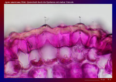 Agave americana, Blatt, Querschnitt durch die Epidermis mit starker Cuticula und Cuticulaschicht-ca. 300x