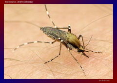 Stechmücke (Aedes sollicitans)