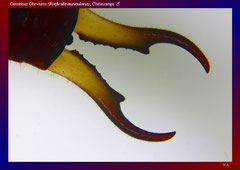 Gemeiner Ohrwurm (Forficula auricularia), Chitinzange ♂-ca. 20x