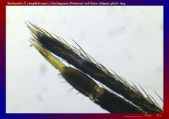 Stechmücke ♀ (Anopheles spec.), Stechapparat (Proboscis) und Taster (Palpus) gleich lang-ca. 70x