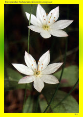 Europäischer Siebenstern (Trientalis europaea)