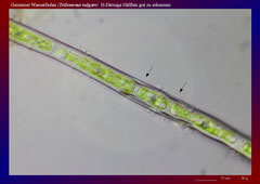 Gemeiner Wasserfaden (Tribonema vulgare) H-förmige Hälften gut zu erkennen-ca. 600x