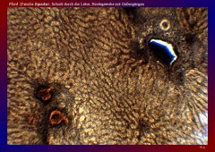 Pferd (Familie Equidae), Schnitt durch die Leber, Bindegewebe mit Gallengängen
