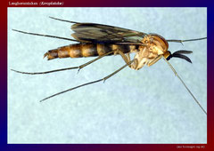 Langhornmücken (Keroplatidae)