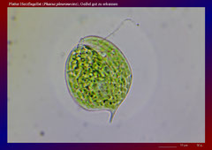 Platter Herzflagellat (Phacus pleuronectes), Geißel gut zu erkennen-ca. 600x