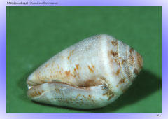 Mittelmeerkegel (Conus mediterraneus)