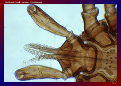 Holzbock (Ixodes ricinus), W..A. Gnathosoma-ca. 120x