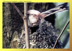 Schwanzmeise (Aegithalos caudatus) beim Nestbau