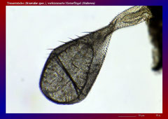 Trauermücke (Sciaridae spec.), verkümmerte Hinterflügel (Halteren)-ca. 150x