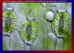 Zierspargel (Asparagus densiflorus), Blattepidermis, Spaltöffnungen ohne Nebenzellen mit Chloroplasten-ca. 600x