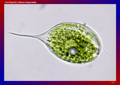 Herzflagellat (Phacus longicauda)-ca. 300x