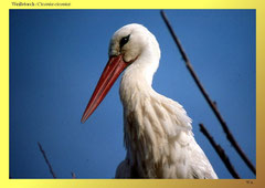 Weißstorch (Ciconia ciconia)