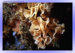 Neptunschleier (Reteporella couchii)