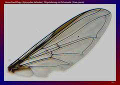 Hainschwebfliege (Episyrphus balteatus), Flügeladerung mit Scheinader (Vena spuria)