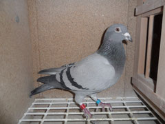 Orig.H.& J.Borker,Tochter AS-Vogel 675 orig.G.Prange,Vater AS 675,Mutter aus Sohn 1009 x der 1000 Mutter 261