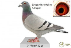 Die"Königin"Stammweibchen Nr.1 in Verbindung mit dem König,orig.A.Drapa !!!
