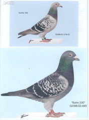 Orig.Prange,02-449 Sohn 330,03-1216 Tochter 330,Eltern meines 09-404 orig.Borker