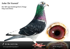 B-96-2421336 Sohn "De Vooruit" !!!