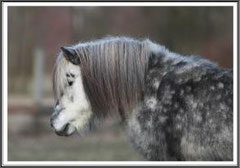Sunni :-)