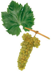 Furmint