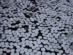 détail / "reflets"/ sculptures en villes/ jardin public Bordeaux