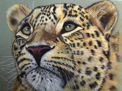 LEOPARD d'après une photo d'Eric Simon Parc des Félins avec mes remerciements (Pastel)