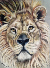 EYES of OLES (lion du Parc des Félins) - voir dans rubrique "PAS à PAS" (Pastel)