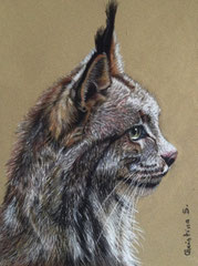 LYNX d'après photo de Nicole Raban - Parc des Félins NESLES 77 (pastel sur papier card)