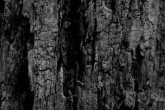 Insektenversteck