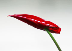 Edelblüte