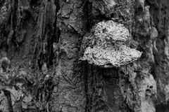 Cliffhanger (Pilz am Baum)