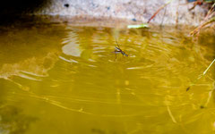 Über's Wasser gehen