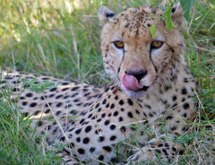 cheetah after hunt in the hills of the Mara