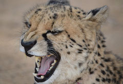 cheetah portrait at Inverdoorn
