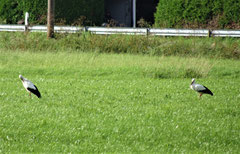 Auf der Nachbarwiese schauten derweilen Störche zu © Georg Meling