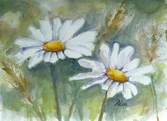 Margeriten 1, Aquarell, 32x24, 2013