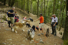 Eröffnungswanderung Trekking-Dogs, Juli 2011 Altkönig