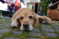 Grünwiesenweiher Welttierschutztag, T-Dogs, 4.10.2014 Foto Nr.20