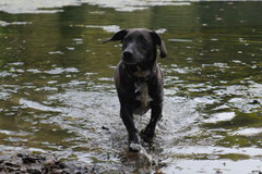 Hundeschulausflug Sicher auf 4 Pfoten, Grüner See, 28.9.14, Foto Nr.16