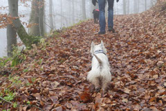 Rhön,Wellness+Wandern,Nov 2013 Foto Nr.:24