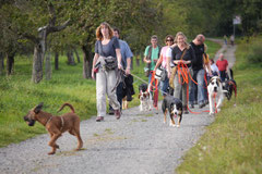 Hundeschulausflug Sicher auf 4 Pfoten, Grüner See, 28.9.14, Foto Nr.9