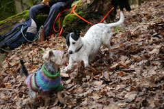 Gimbi,Staufen,Kaisertempel,T-Dogs,2.2.2014, Foto Nr.7