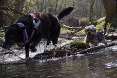 Rheingauen Gebück,T-Dogs,29.+30.3.14, Foto Nr.3