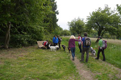 Himmelssteig+Mühlenweg,T-Dogs,10.5.14,Foto Nr.6